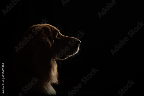 A dark studio profile of a mixed breed dog