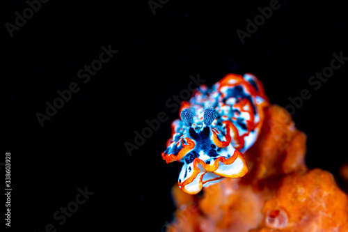 Fotografi nudibranch