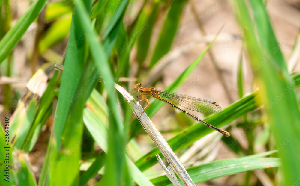 Female Blue-fronted Dancer Damselfly (Argia apicalis) Perched on Vegetation in Northern Colorado Female Blue-fronted Dancer Damselfly (Argia apicalis) Perched on Vegetation in Northern Colorado