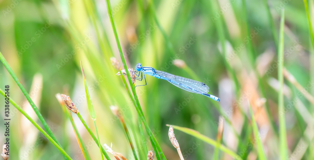 Boreal Bluet (Enallagma boreale) Damselfy Perched on a Stalk of Vegetation in Colorado Boreal Bluet (Enallagma boreale) Damselfy Perched on a Stalk of Vegetation in Colorado