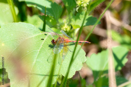 Ruby Meadowhawk Dragonfly (Sympetrum rubicundulum) Perched on a Leaf in Eastern Colorado photo