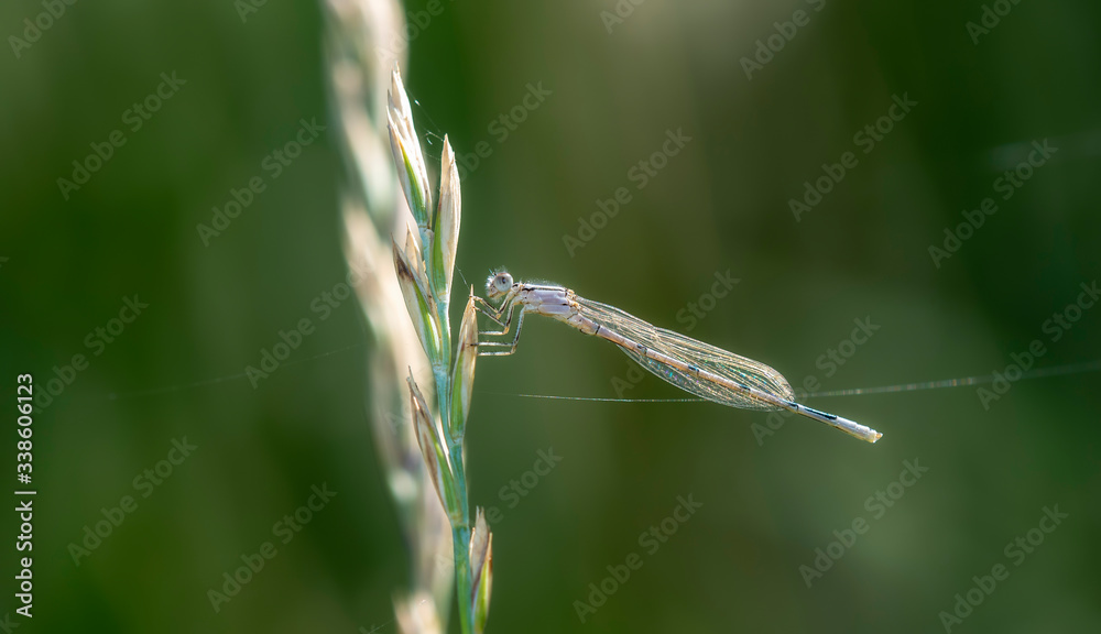Teneral Familiar Bluet Damselfly (Enallagma civile) Perched on Vegetation in Northern Colorado Teneral Familiar Bluet Damselfly (Enallagma civile) Perched on Vegetation in Northern Colorado