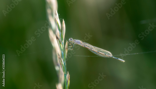 Teneral Familiar Bluet Damselfly (Enallagma civile) Perched on Vegetation in Northern Colorado photo
