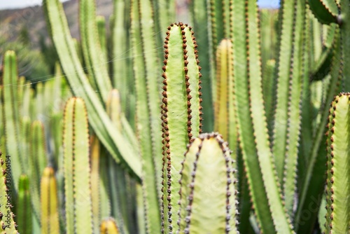 Close up of succulent green cactus at botanical garden