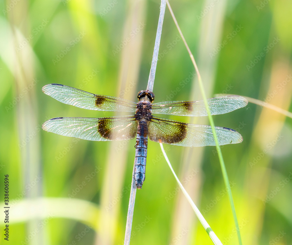 Widow Skimmer Dragonfly (Libellula luctuosa) Perched on Vegetation Over Water in Colorado