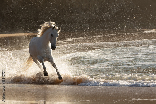 White horse cantering along the beach