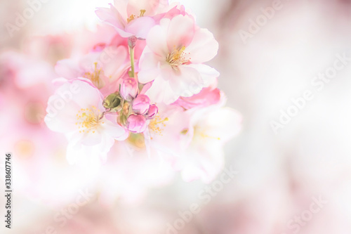 Kirschblüten romantisch mit Platz für Text