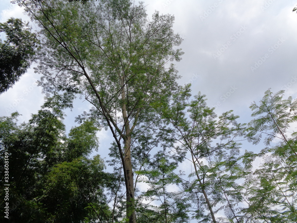 Obraz premium Albizia chinensis (silk tree, Chinese albizia, kool, khang hung, kang luang, cham, sengon) tree with natural background