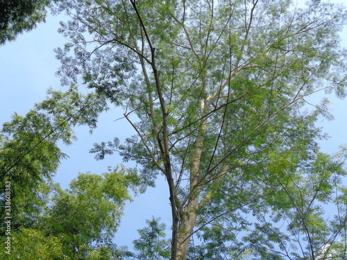 Albizia chinensis (silk tree, Chinese albizia, kool, khang hung, kang luang, cham, sengon) tree with natural background