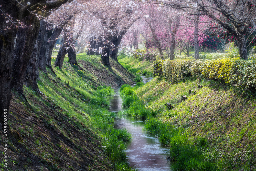 Beautiful Japanese cherry blossoms shade creek Beautiful Japanese cherry blossoms shade creek