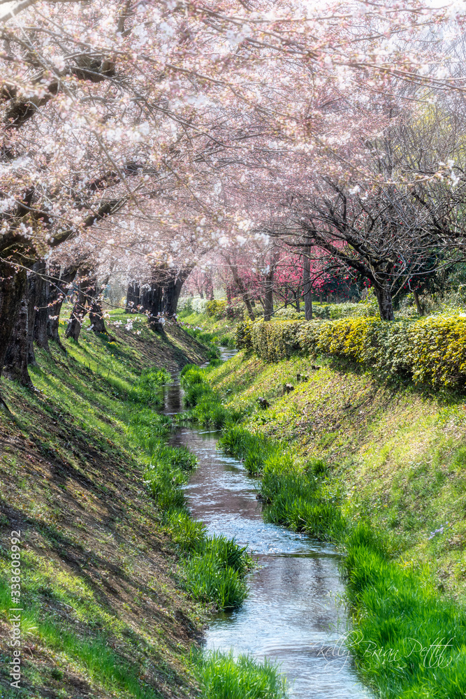 Beautiful Japanese cherry blossoms shade creek