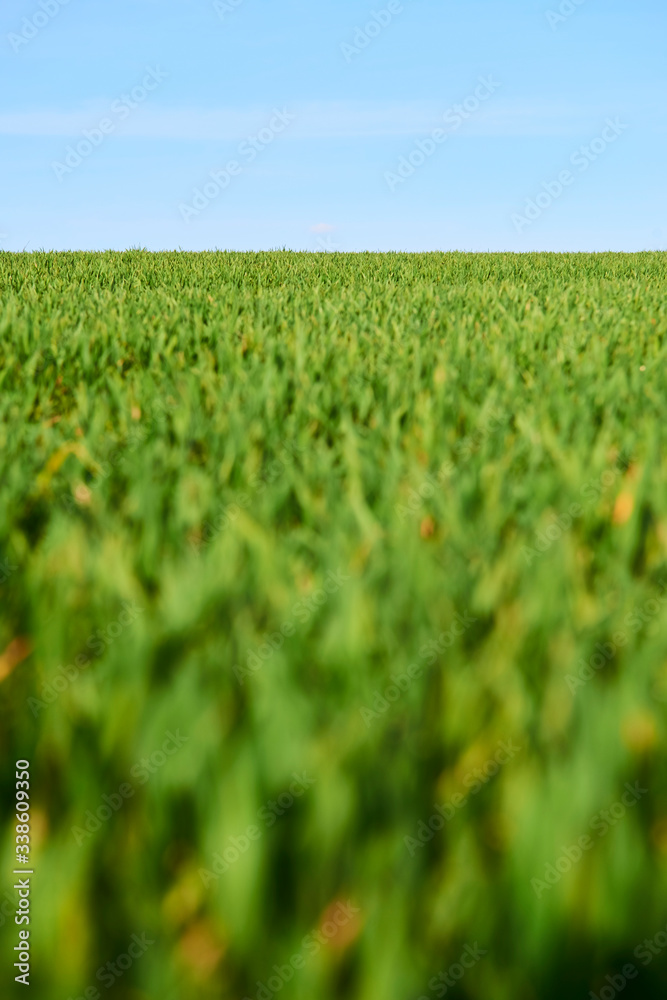Close-up of young wheat plants on a field with shallow depth of field and selective focus
Close-up of young wheat plants on a field with shallow depth of field and selective focus