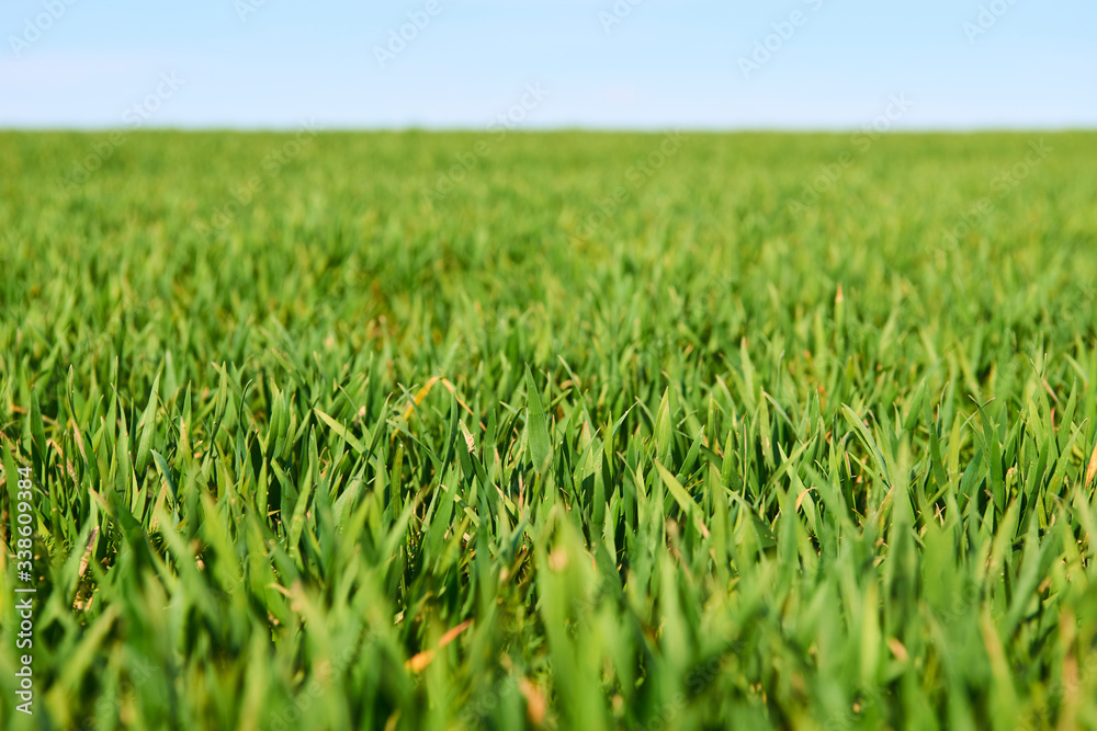 Close-up of young wheat plants on a field with shallow depth of field and selective focus
