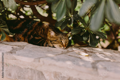 cat laying in tree shadow. Cute cat
