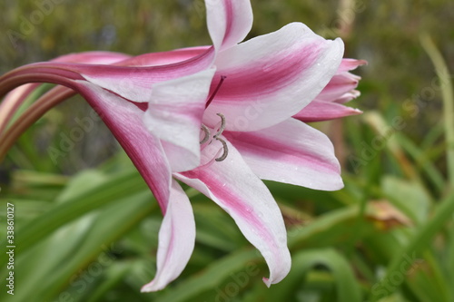 pink lily flower