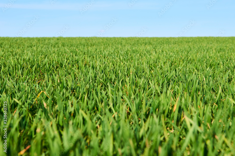 Close-up of young wheat plants on a field with shallow depth of field and selective focus
Close-up of young wheat plants on a field with shallow depth of field and selective focus