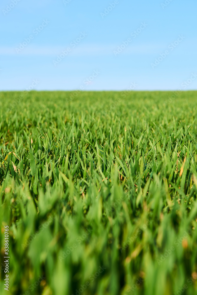 Close-up of young wheat plants on a field with shallow depth of field and selective focus
Close-up of young wheat plants on a field with shallow depth of field and selective focus