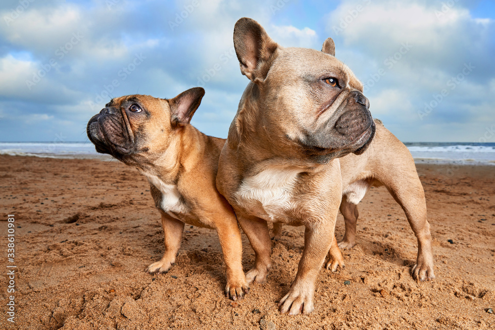 Two French Bulldogs standing on a vibrant beach looking in opposite directions.