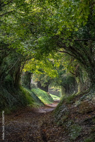 Light at the end of the tunnel. Halnaker tree tunnel in West Sussex UK with sunlight shining in through the branches. Symbolises hope during the Coronavirus Covid-19 pandemic crisis.