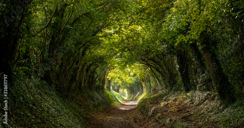 Light at the end of the tunnel. Halnaker tree tunnel in West Sussex UK with sunlight shining in through the branches. Symbolises hope during the Coronavirus Covid-19 pandemic crisis. photo
