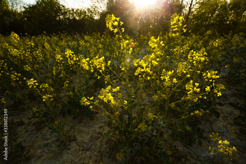 Yellow Flowers in sunlight
