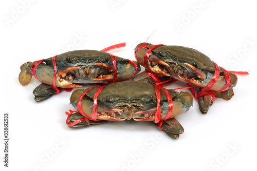 Black crab (Giant mud crab, Mangrove crab, Serrated mud crab; Scylla serrata) on white background. Fresh seafood. photo