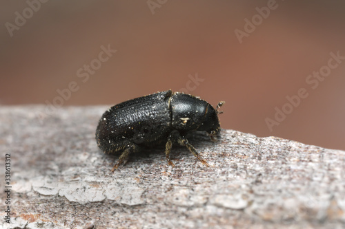Foto Common pine shoot beetle, Tomicus piniperda on pine bark, this beetle is a pest