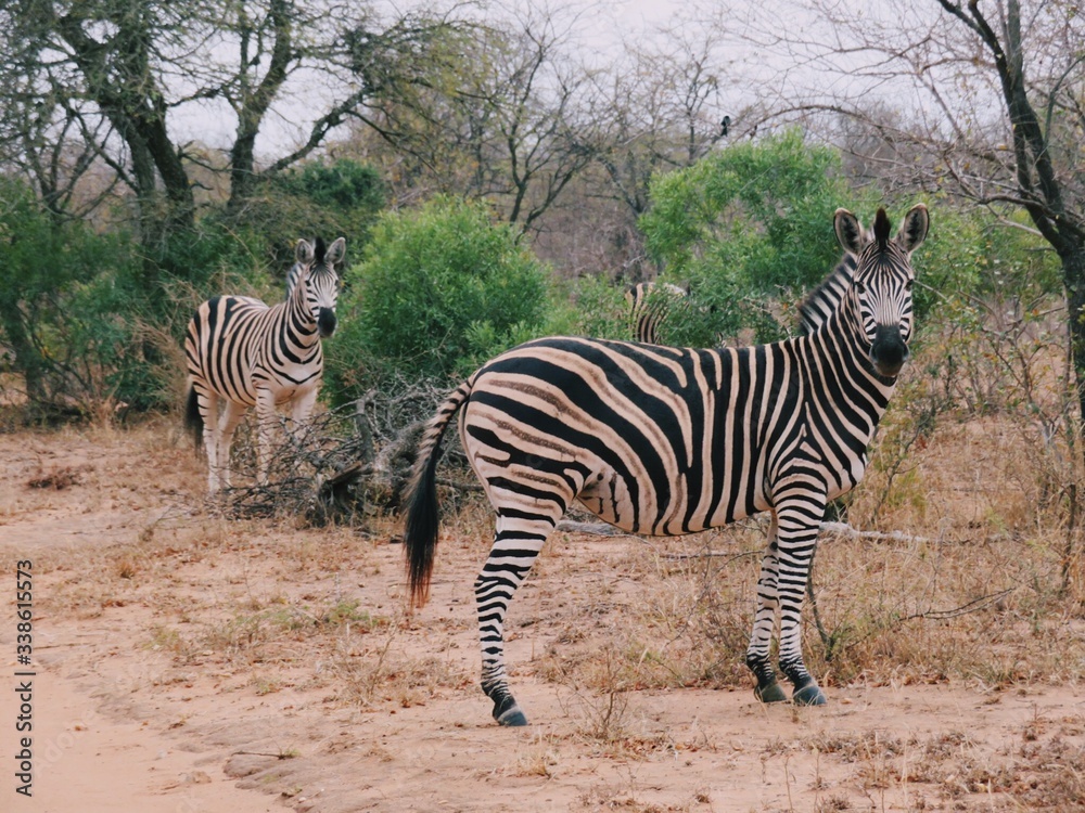 Obraz premium Zebras looking at the camera in Kruger National Park