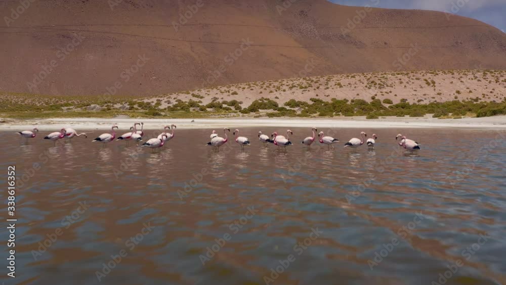 Aerial Flamingos. San Pedro de Atacama, Antofagasta - Chile. Desert. Aerial Flamingos. San Pedro de Atacama, Antofagasta - Chile. Desert.