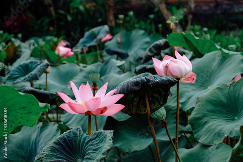 pink lotus flower in temple small pond Bali Indonesia 