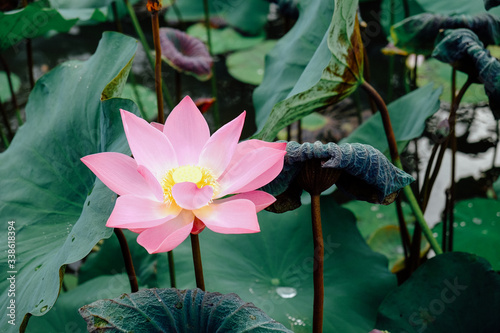 pink lotus flower in temple small pond Bali Indonesia  close up