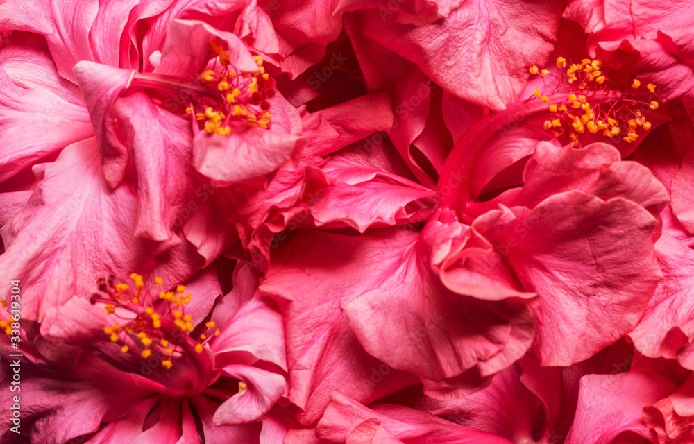 Double headed Pink Hibiscus Flower Background. Beautiful China Rose flower Background. Hibiscus Flower