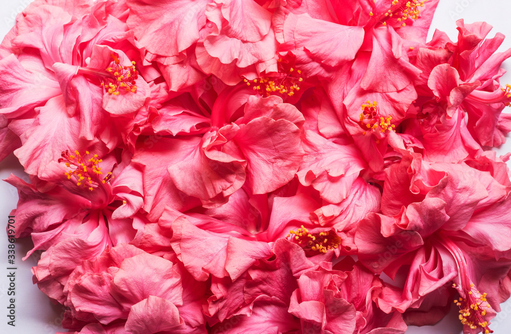 Double headed Pink Hibiscus Flower Background. Beautiful China Rose flower Background. Hibiscus Flower