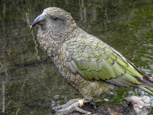 Canvas Print New Zealand's Kea Alpine Parrot