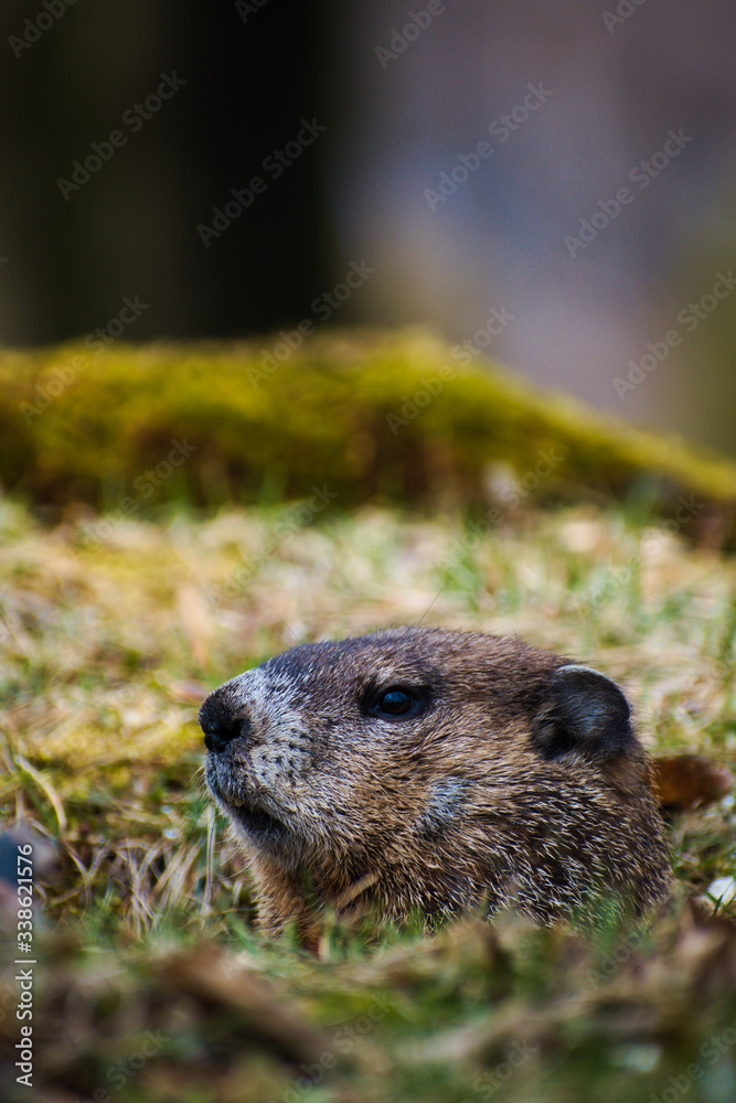 Naklejka premium Early Spring