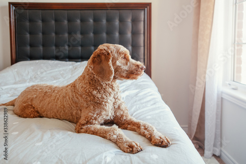 Cute adorable sad upset red-haired pet dog lying on clean bed in bedroom at home. Lonely domestic animal poodle goldenhoodle terrier in bedroom waiting for an owner master. photo