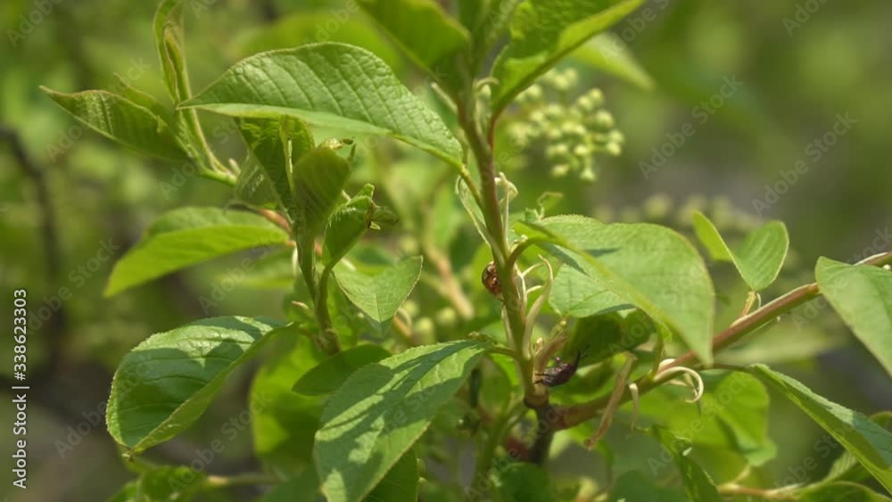 Bright green leaves of bird cherry tree blossoming branches on a clear spring day before flowering Bright green leaves of bird cherry tree blossoming branches on a clear spring day before flowering
