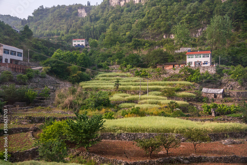 Yichang, China - May 5, 2010: Pale green young rice paddies in terraces on flank of green covered mountain with brown cliffs. White houses with red roofs sprinkled in.