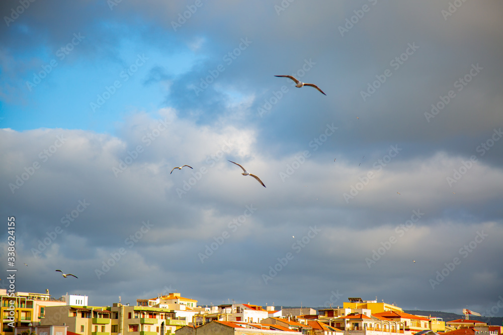 Birds in the sky of Alghero city, Sardinia Birds in the sky of Alghero city, Sardinia