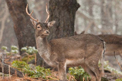 Male fallow deer in the forest.