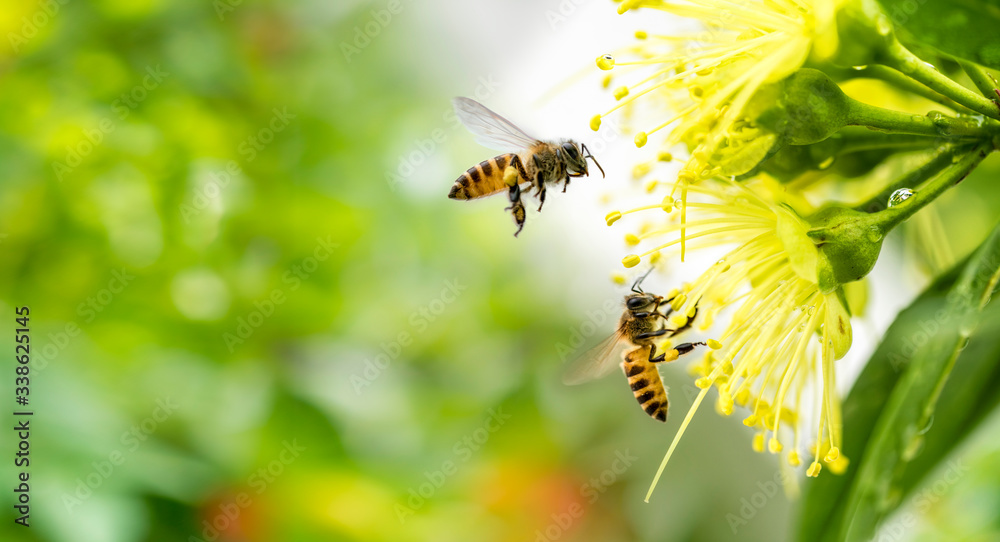 Flying honey bee collecting pollen at yellow flower. Bee flying over the yellow flower - obrazy, fototapety, plakaty 