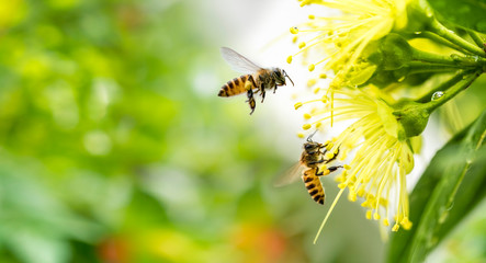 Acrylglasbilder Biene Honigbiene sammelt Pollen an Gelbblüte  © MERCURY studio