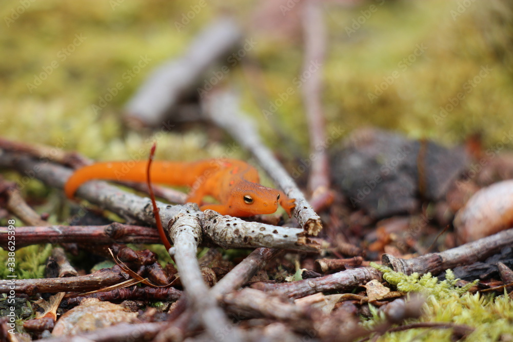 red eft
