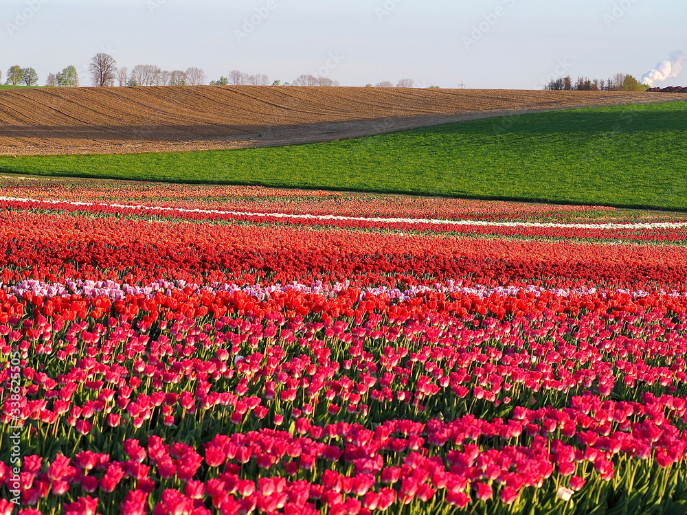 Agriculture - Colorful blooming tulip field