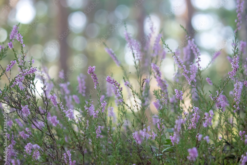 Obraz premium Beautiful thin, branched stems of blooming heather