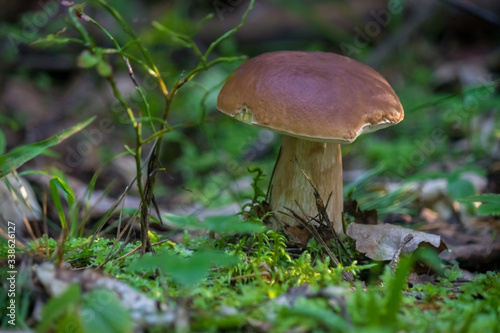 Strong beautiful brown mushroom boletus