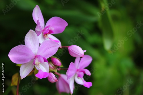 a photo of a colorful flower that looks very beautiful in the middle of the garden during the day
