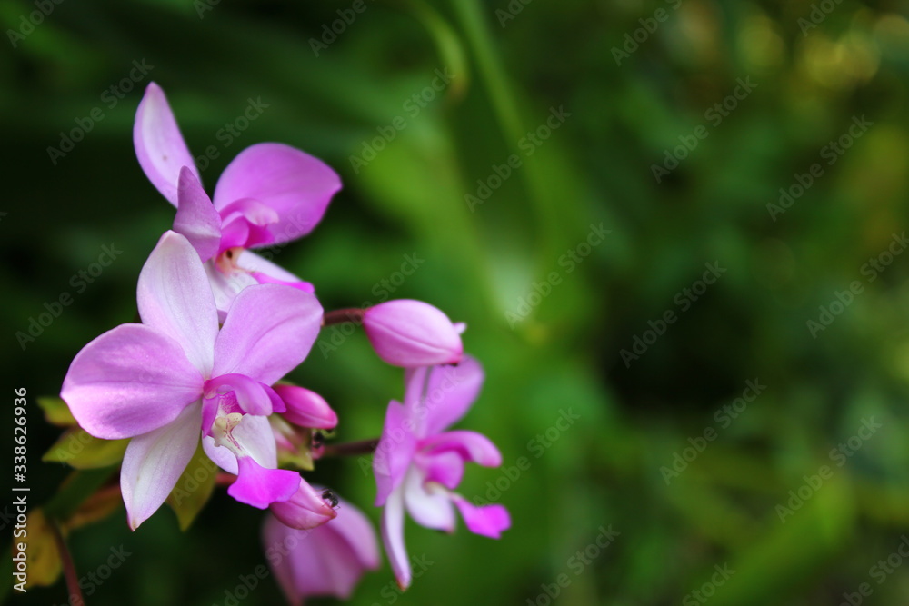 a photo of a colorful flower that looks very beautiful in the middle of the garden during the day a photo of a colorful flower that looks very beautiful in the middle of the garden during the day
