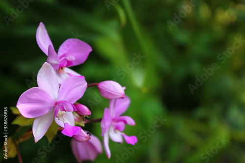 a photo of a colorful flower that looks very beautiful in the middle of the garden during the day