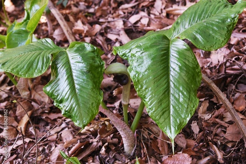 Japanese cobra lily (Arisaema ringens) / Araceae perennial plant photo